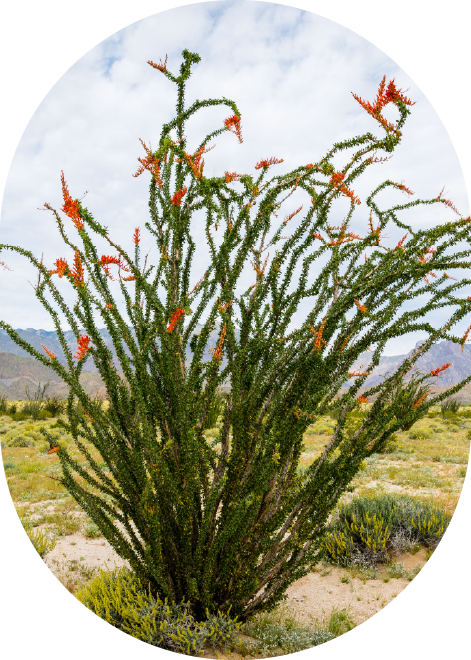 a close up photo of the ocotillo plant with orange flowers